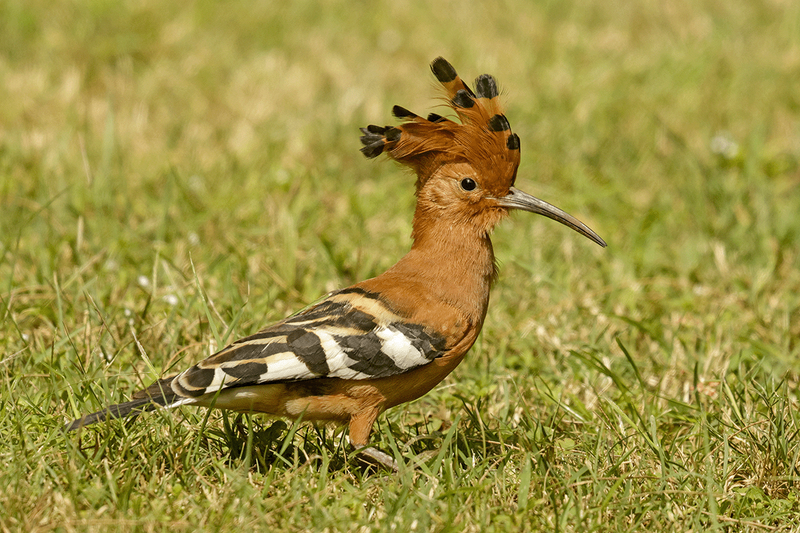 African Hoopoe
