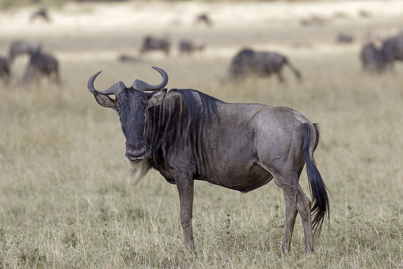 Blue Wildebeest