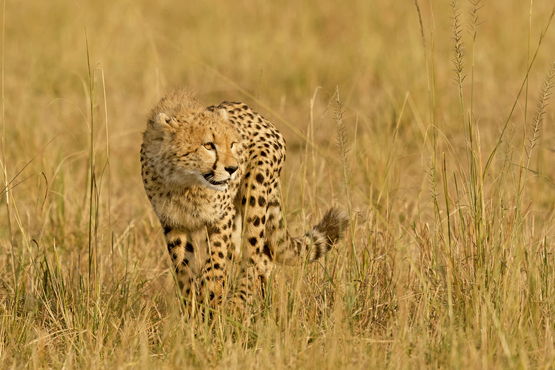 Cheetah