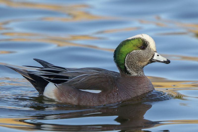 American Wigeon