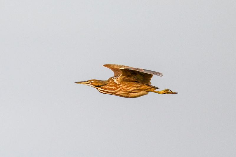 American Bittern