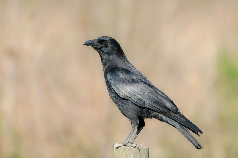 American Crow
