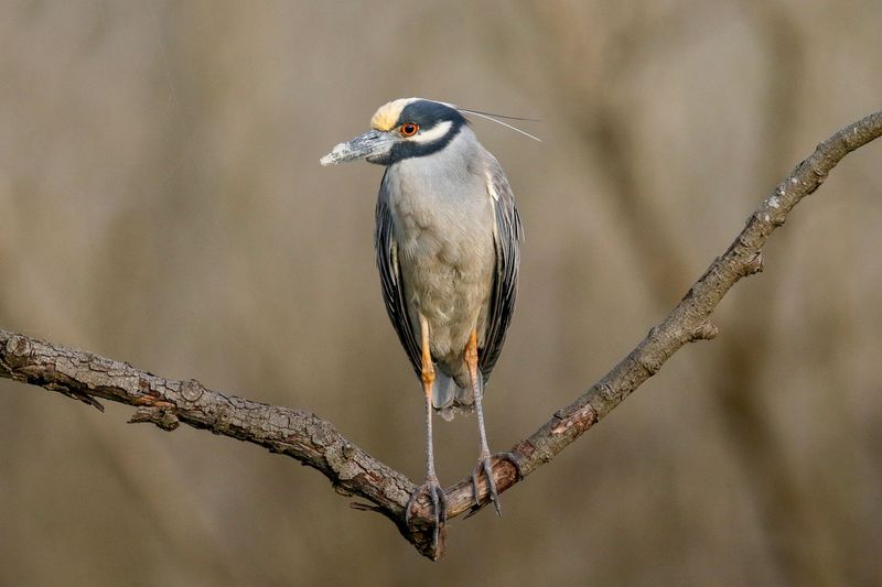 Yellow-crowned Night Heron