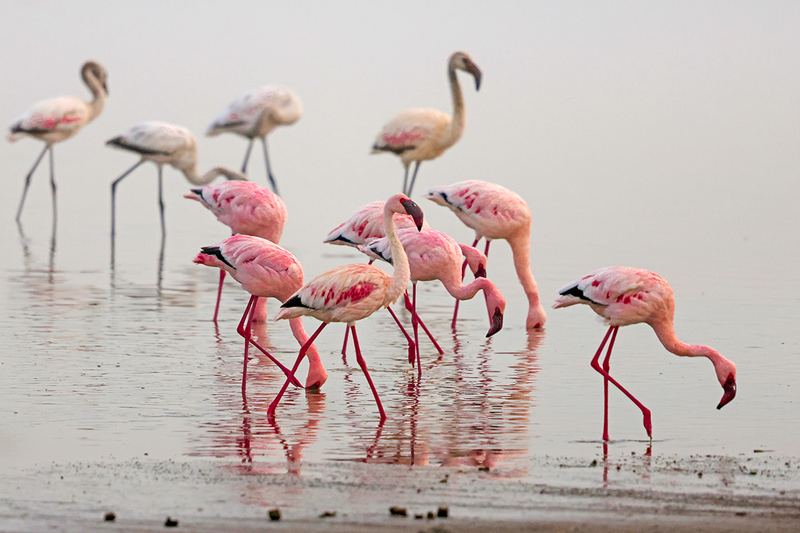 Lesser Flamingo