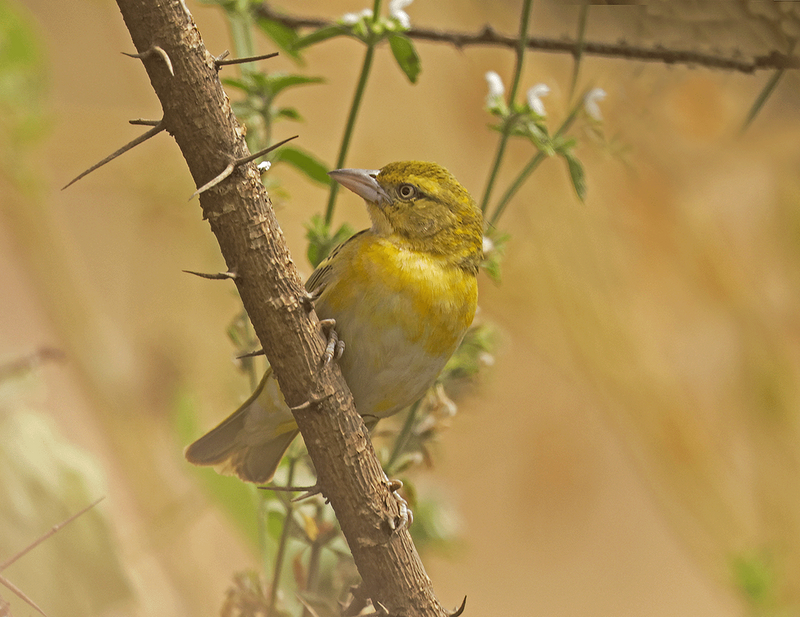 Lesser Masked-Weaver