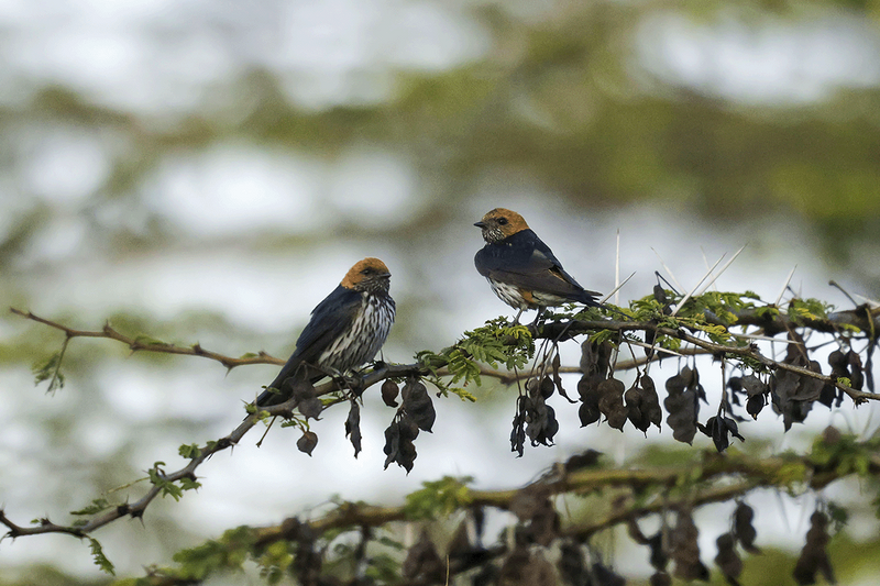 Lesser Striped Swallow