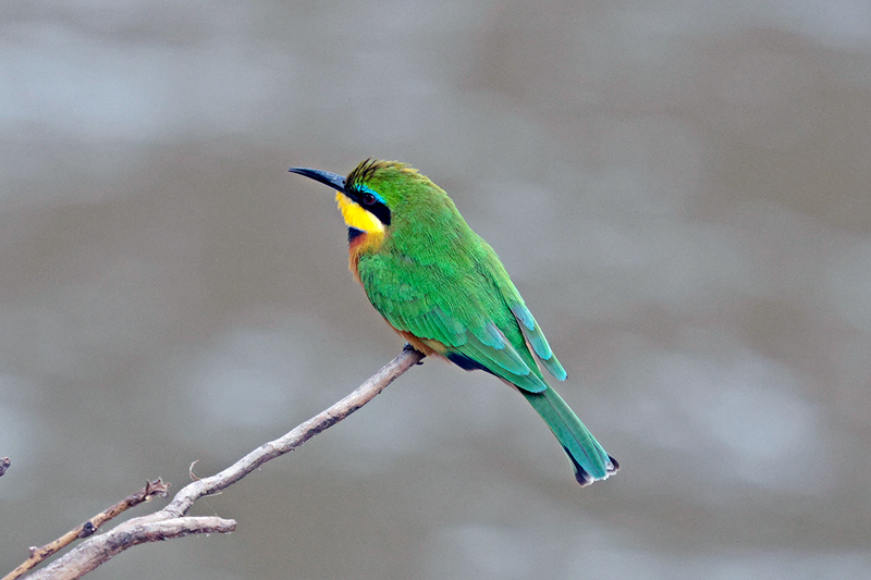 Little Bee-eater