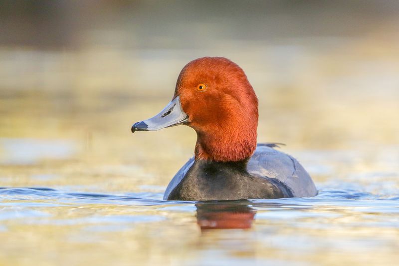 Redhead