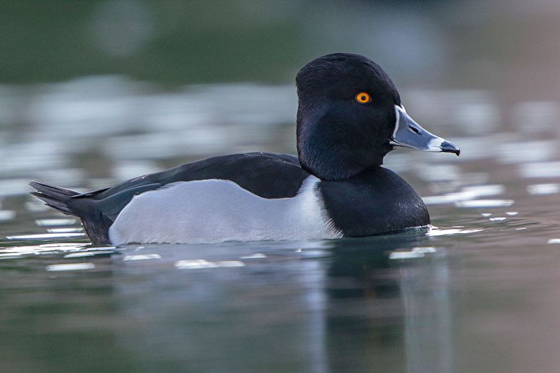 Ring-necked Duck