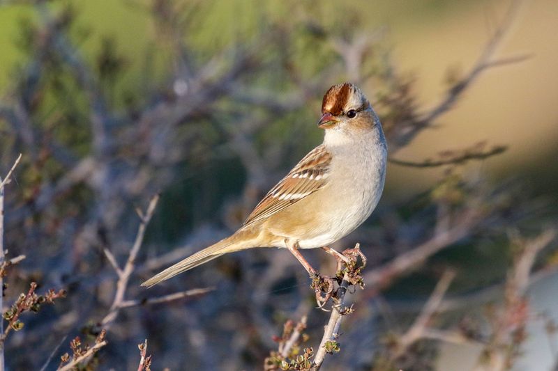White-crowned Sparrow