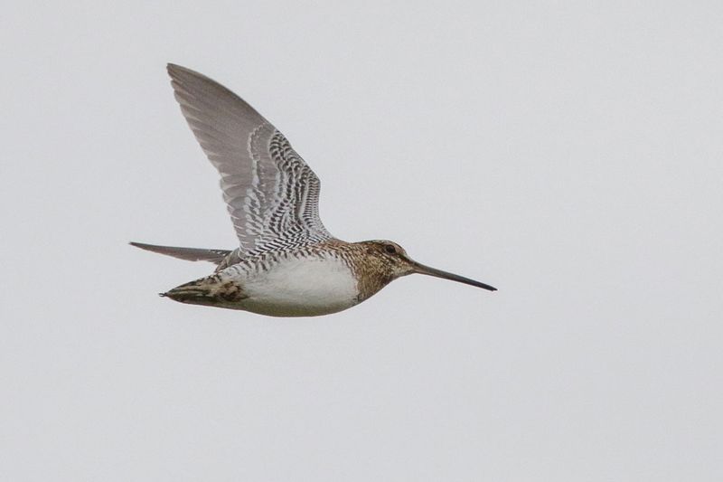 Wilson's Snipe