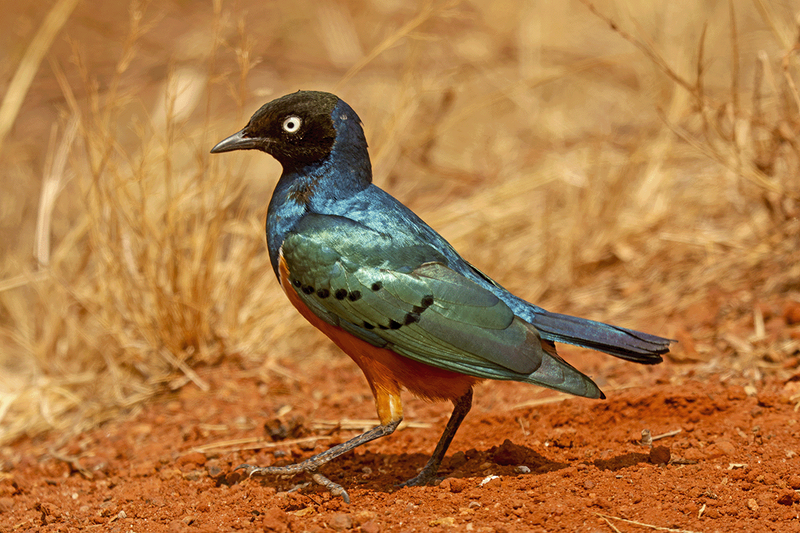 Superb Starling