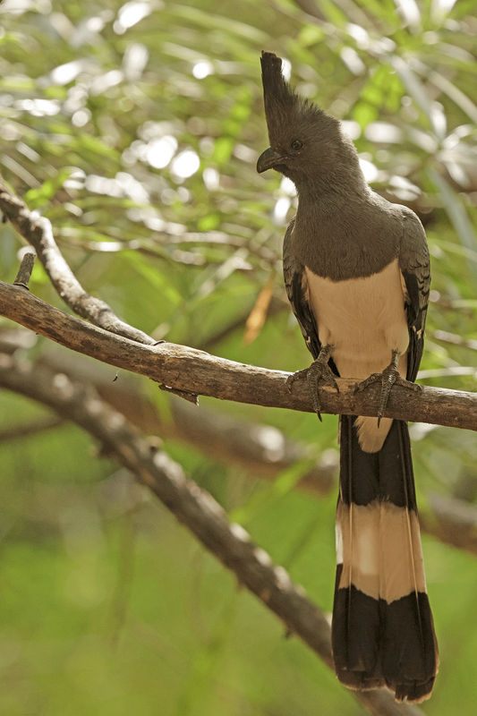 White-bellied Go-away-Bird