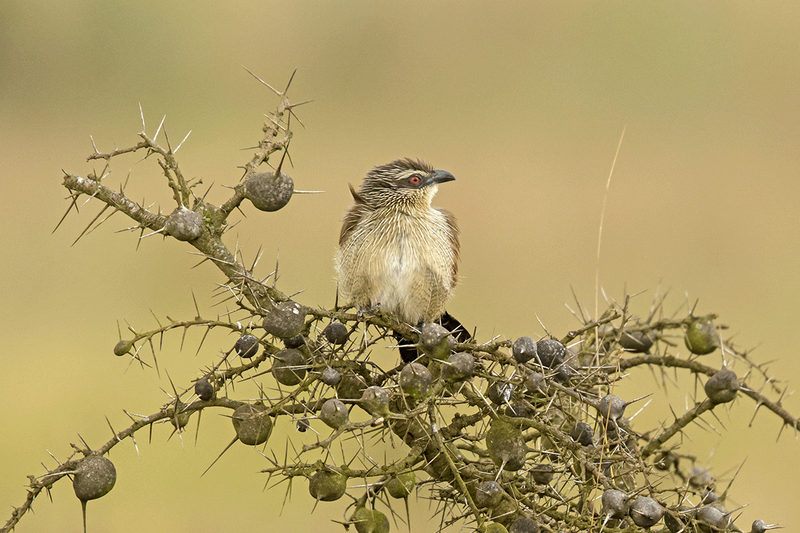 White-browed Coucal