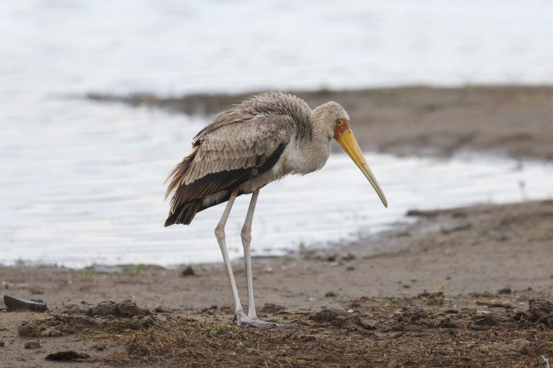 Yellow-billed Stork