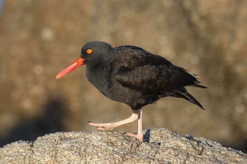 Black Oystercatcher