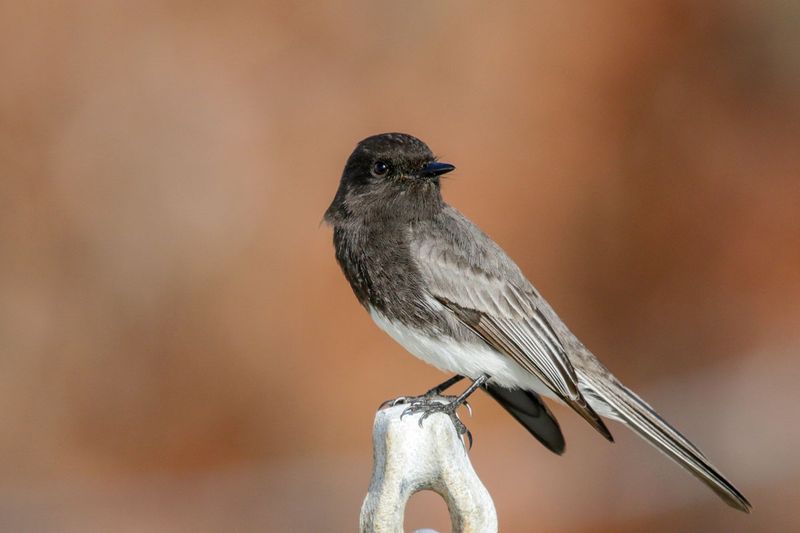Black Phoebe