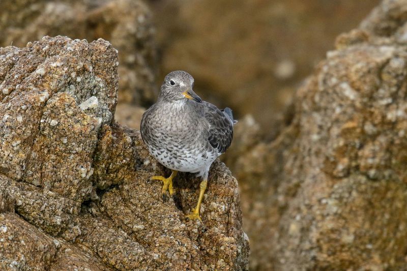 Surfbird