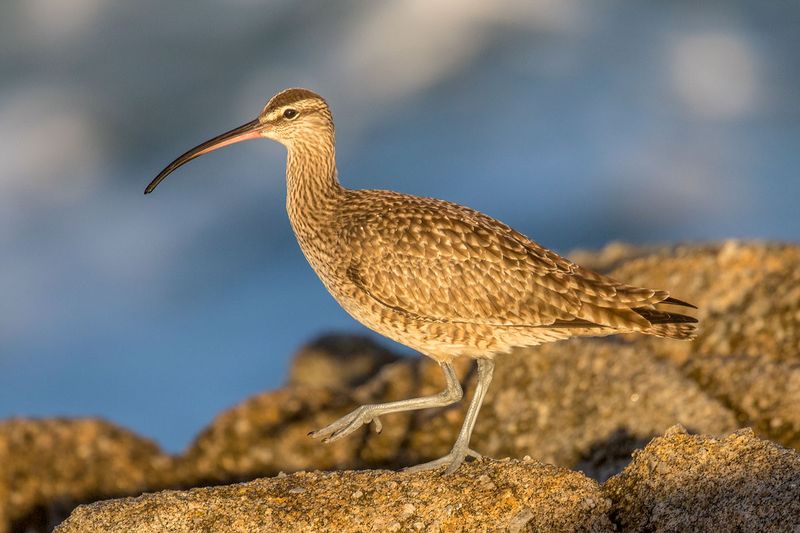 Whimbrel