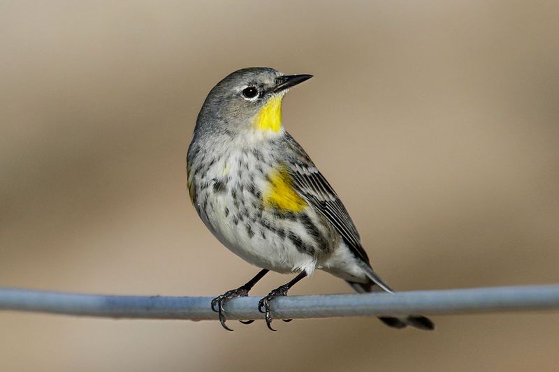 Yellow-rumped Warbler