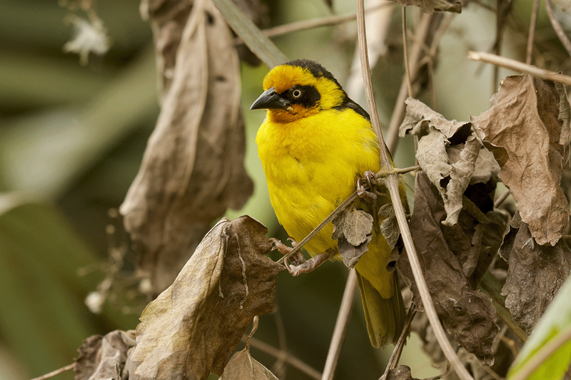 Baglafecht Weaver