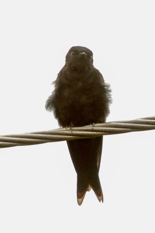 Black Sawwing