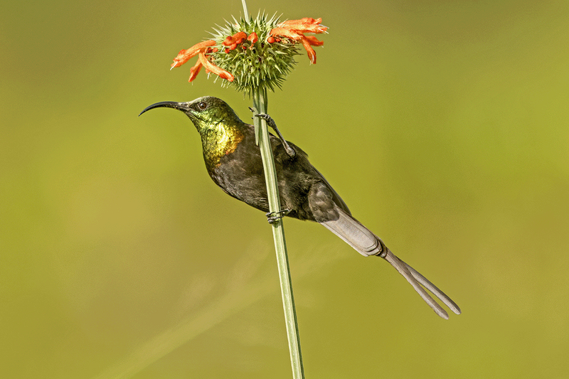 Bronzed Sunbird