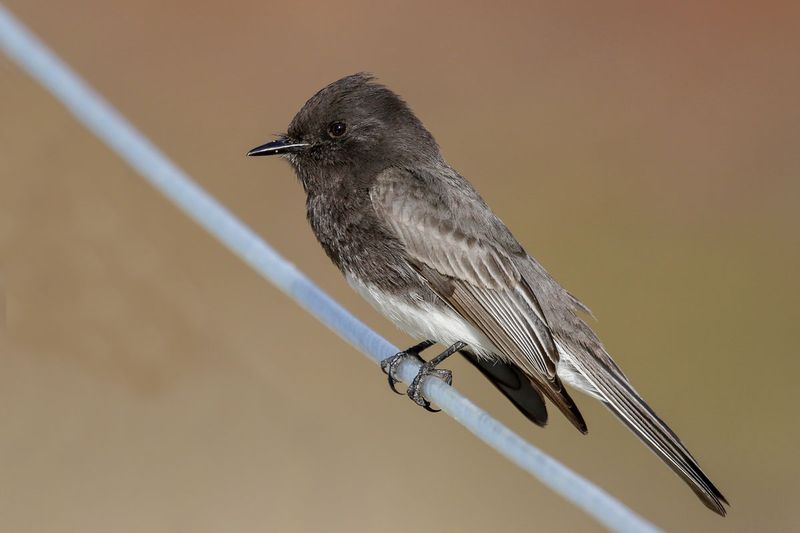 Black Phoebe