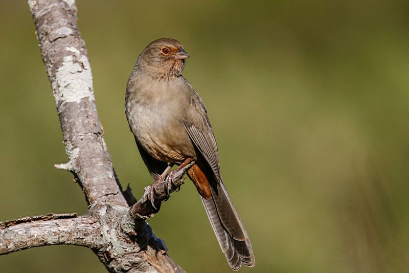 California Towhee