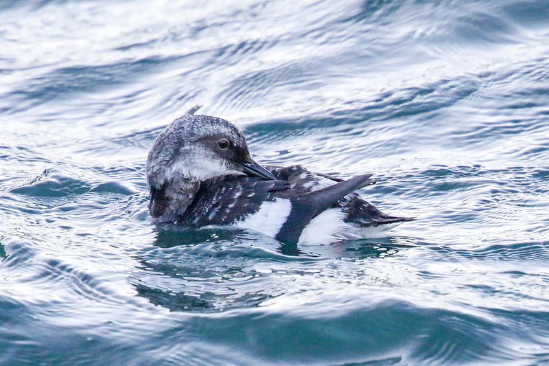 Pigeon Guillemot