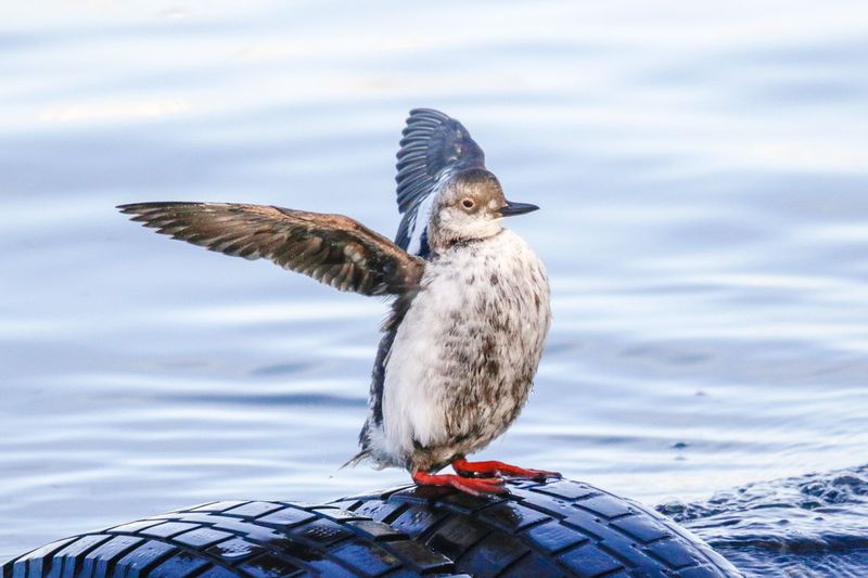 Pigeon Guillemot