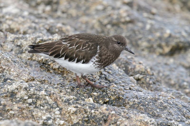 Black Turnstone