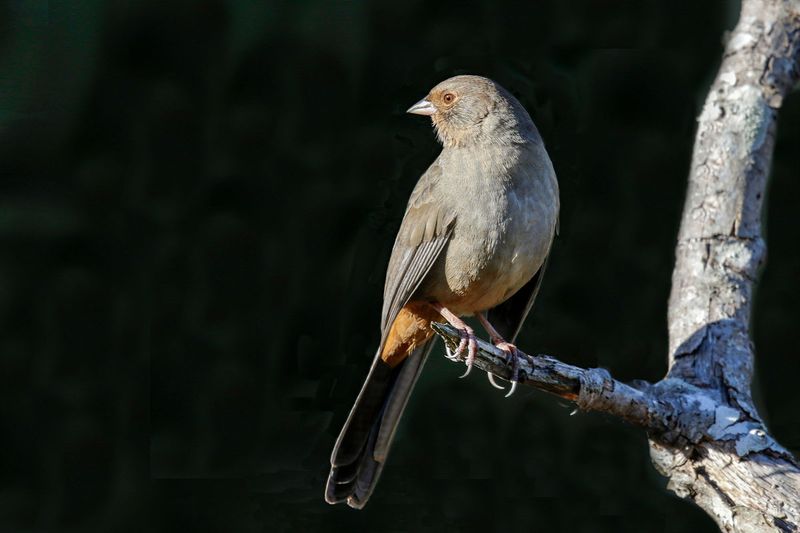 California Towhee