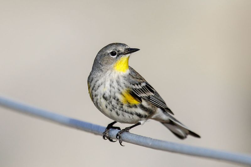 Yellow-rumped Warbler