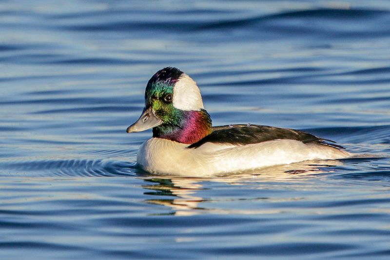 Bufflehead