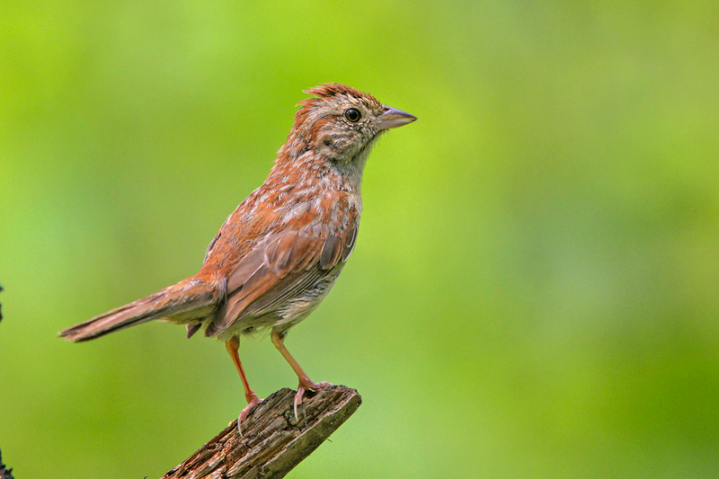 Bachman's Sparrow