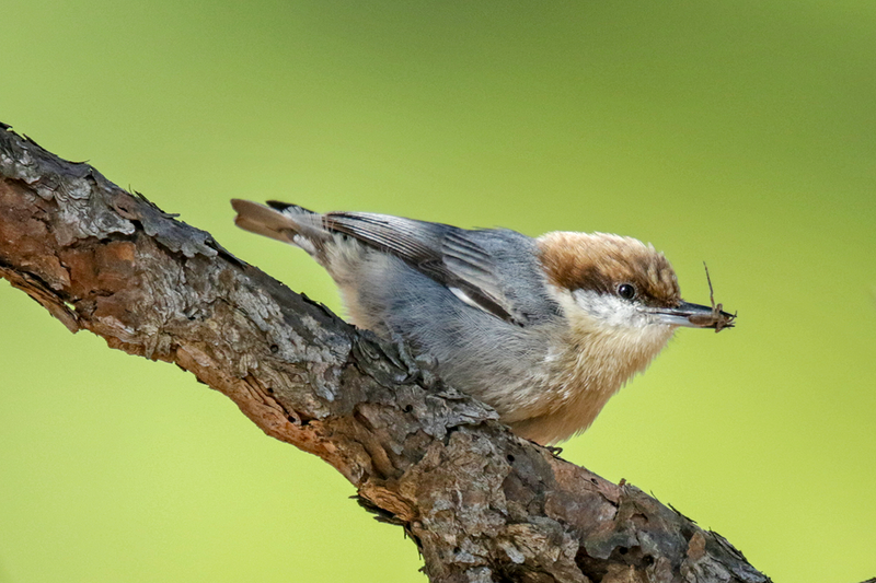 Brown-headed Nuthatch