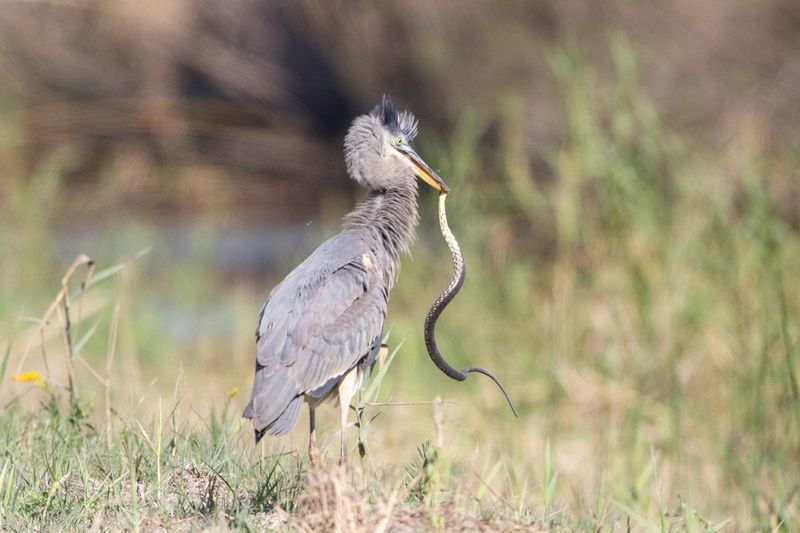 Great Blue Heron