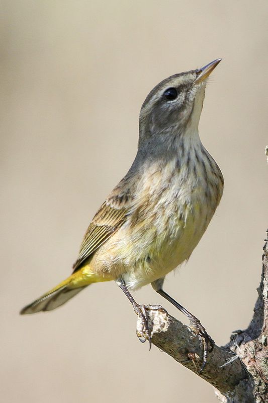 Palm Warbler