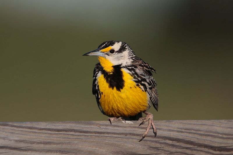 Eastern Meadowlark