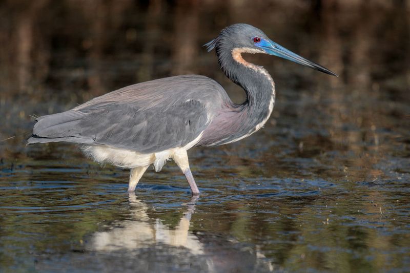 Tricolored Heron