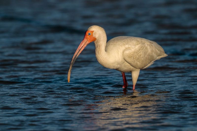 White Ibis