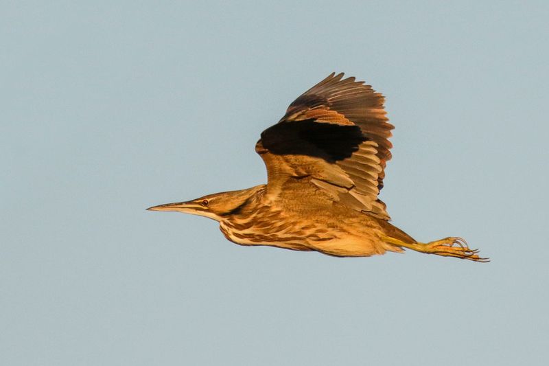 American Bittern
