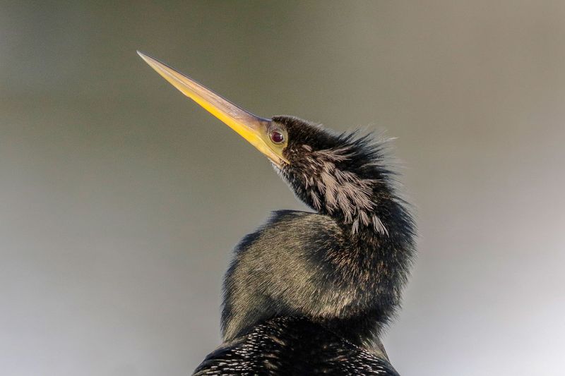 Anhinga