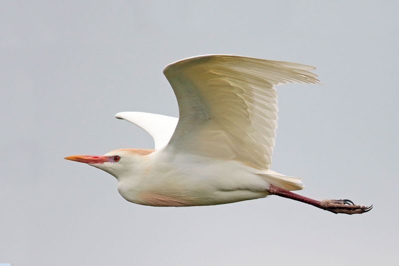 Cattle Egret