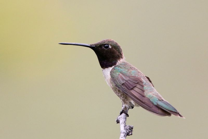 Black-chinned Hummingbird