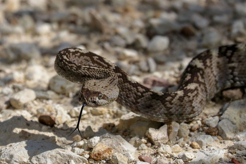 Black-tail Rattlesnakes