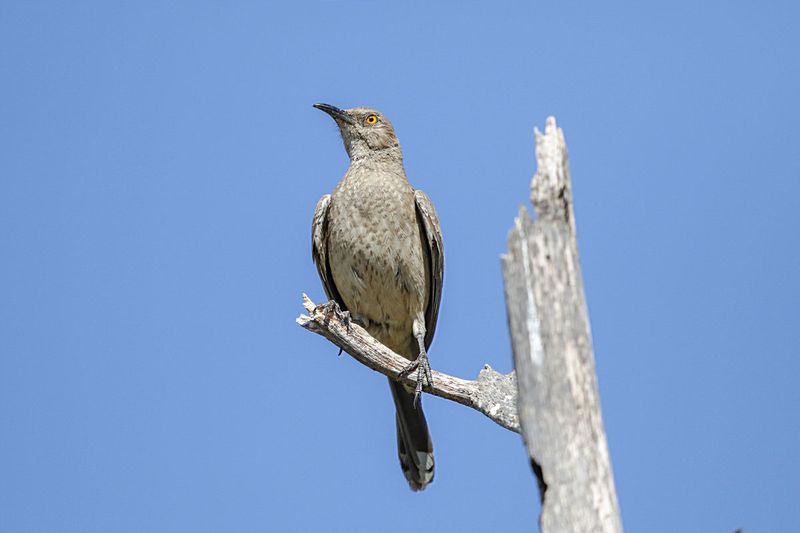 Curve-billed Thrasher