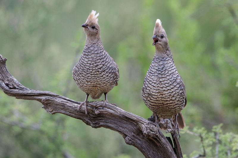 Scaled Quail