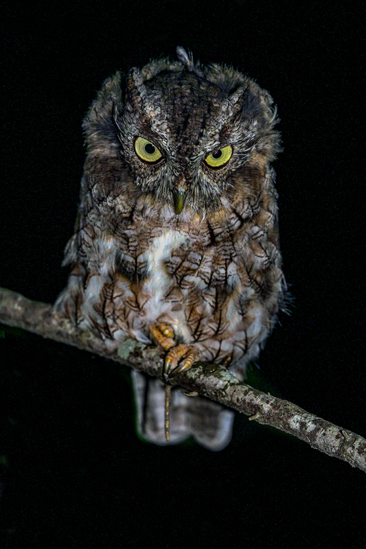 Eastern Screech Owl